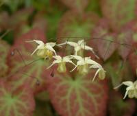 Bright sulphur yellow flowers